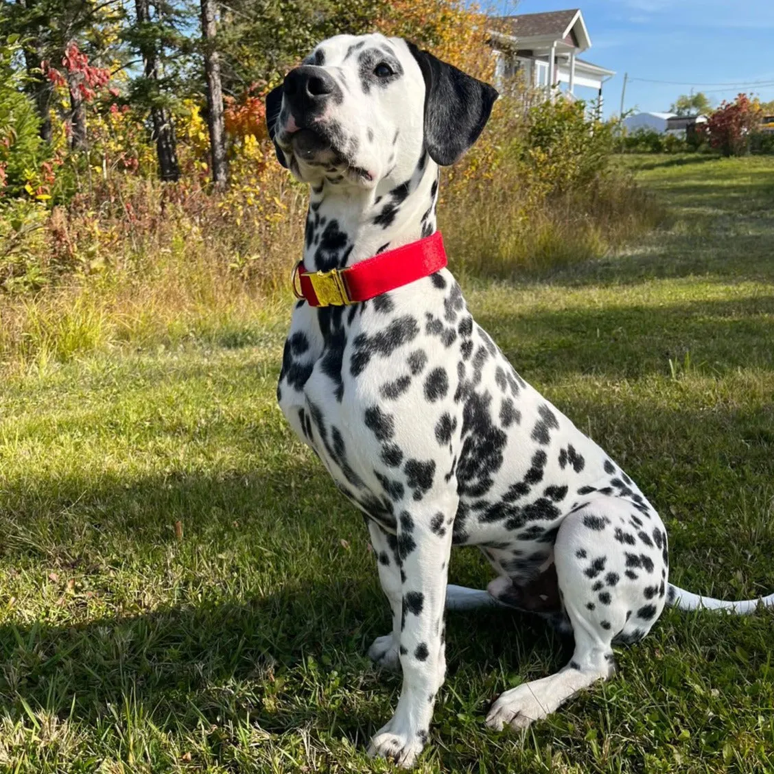 Royal Satin Collar